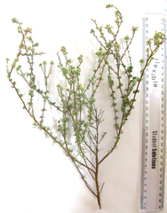 Eriocephalus capitellatus