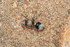 Stenomutilla quadricincta