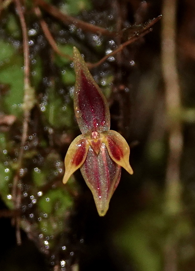 Pleurothallis orecta