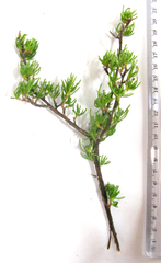 Eriocephalus punctulatus