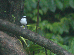 Enicurus velatus velatus