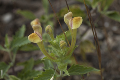 Scutellaria adenostegia
