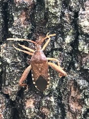 Amorbini