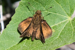 Synapte pecta
