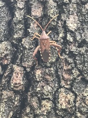 Amorbini