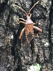 Amorbini