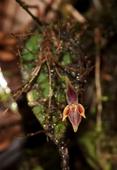 Pleurothallis orecta