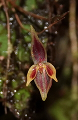 Pleurothallis orecta