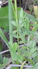 Lysimachia linum-stellatum