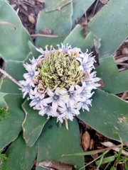 Scilla peruviana elongata