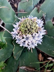 Scilla peruviana elongata