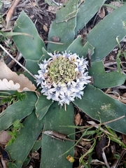 Scilla peruviana elongata