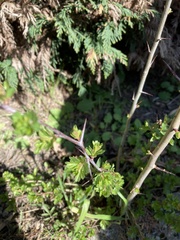 Crataegus monogyna