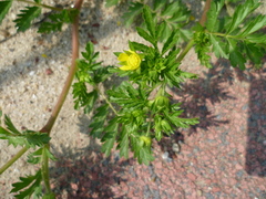 Potentilla supina
