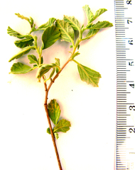 Hermannia holosericea