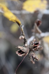 Hamamelis vernalis