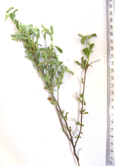 Hermannia holosericea