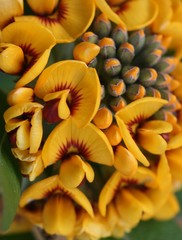 Gastrolobium bilobum