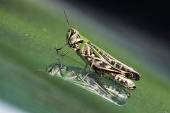 Rhammatocerus pictus