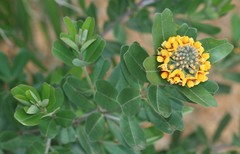 Gastrolobium bilobum