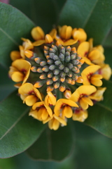 Gastrolobium bilobum