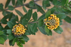 Gastrolobium bilobum