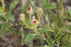 Scutellaria adenostegia