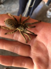 Pterinochilus murinus