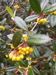 Berberis julianae