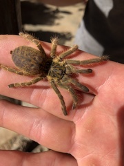 Pterinochilus murinus