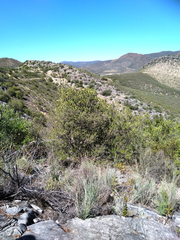 Pterocelastrus tricuspidatus