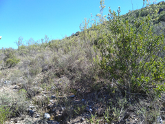 Pterocelastrus tricuspidatus