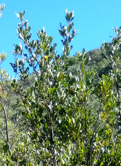 Pterocelastrus tricuspidatus