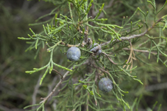 Juniperus seravschanica