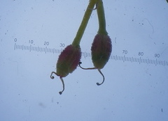 Dasispermum