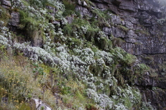 Senecio verbascifolius
