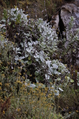 Senecio verbascifolius