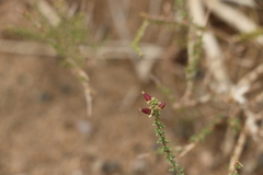 Reaumuria songarica