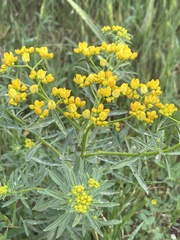 Haplophyllum buxbaumii