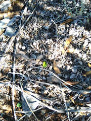 Holothrix schlechteriana