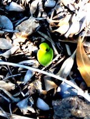 Holothrix schlechteriana