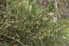 Ephedra intermedia