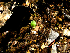 Holothrix schlechteriana