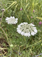 Artedia squamata