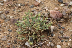 Anabasis brevifolia