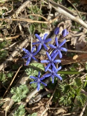 Scilla bifolia