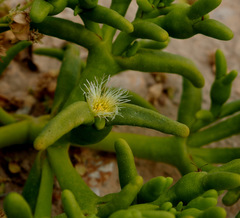 Mesembryanthemum cryptanthum