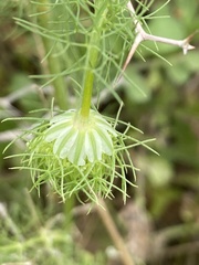 Artedia squamata