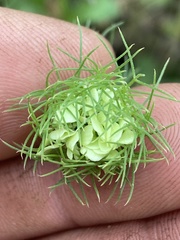 Artedia squamata