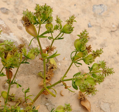 Pteranthus dichotomus